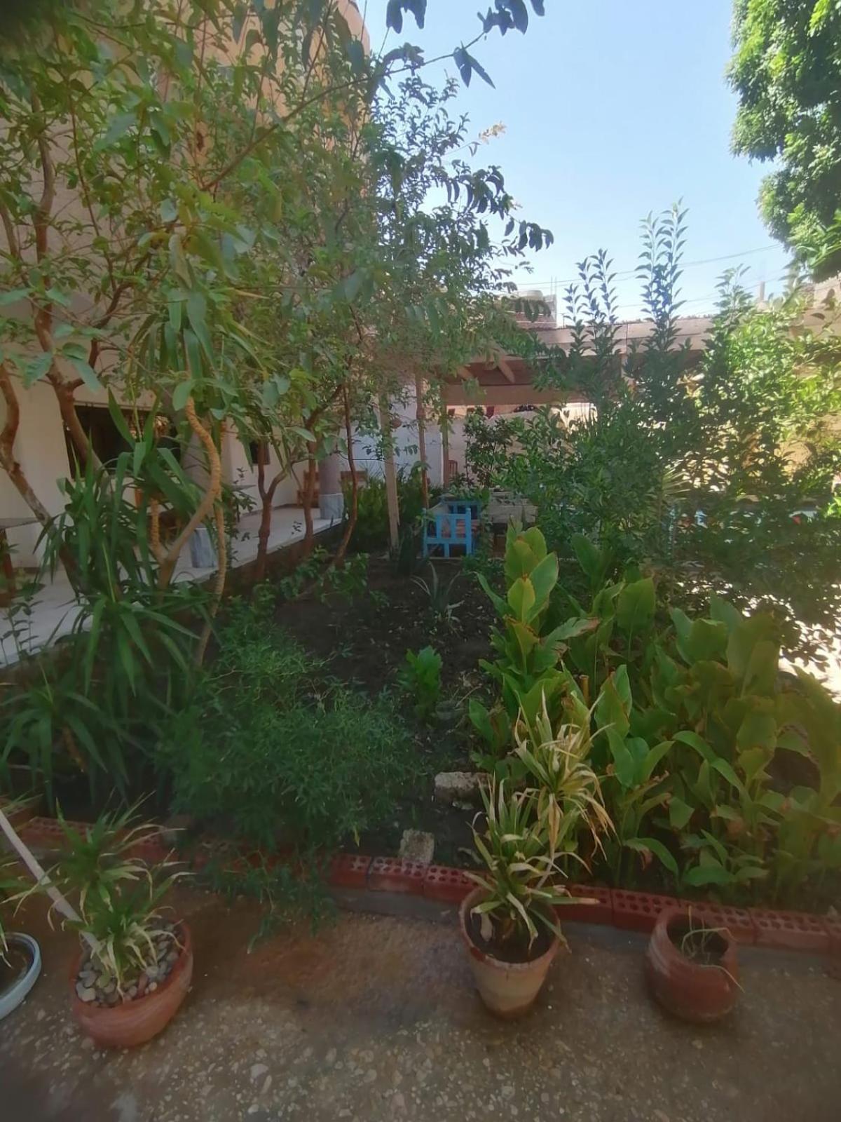 Rose Guest House الأقصر المظهر الخارجي الصورة